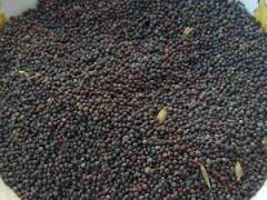 Rapeseeds
